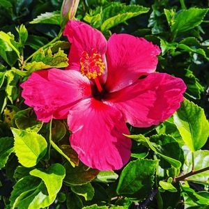 Meet your Posher, Annie